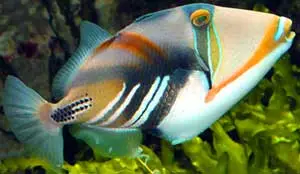 Picasso aftrækker (Rhinecanthus aculeatus)
